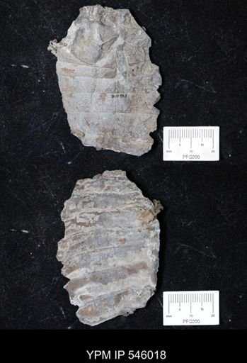 Eurypterus sp.