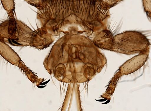 Melophagus ovinus