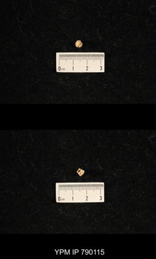 undet. Celyphiidae