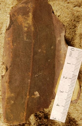 Eucalyptus schubleri