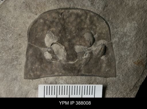 Eurypterus remipes