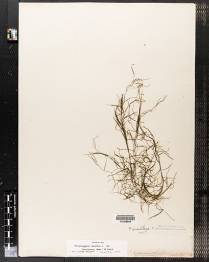 Potamogeton pusillus