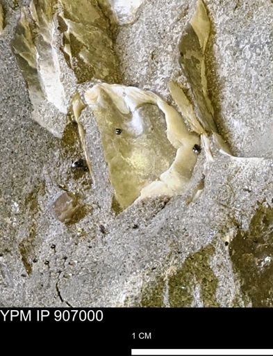 Pseudoptera sp.