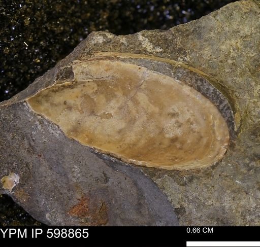 undet. Mollusca