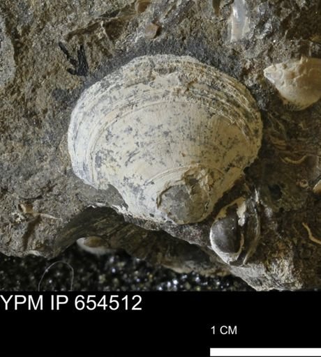 Dosiniopsis deweyi