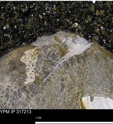 undet. Mollusca