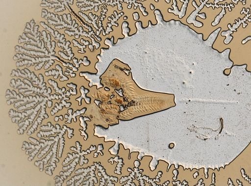 Campeloma subsolida