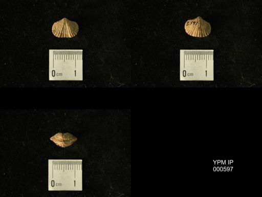 Platystrophia elegantula
