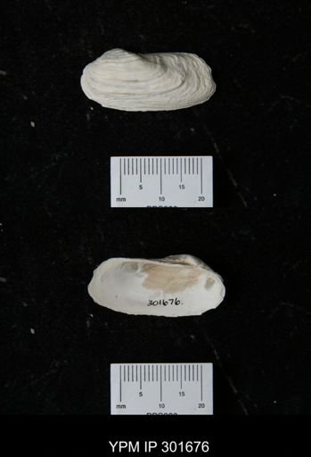 Hiatella arctica
