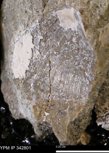 undet. Bivalvia