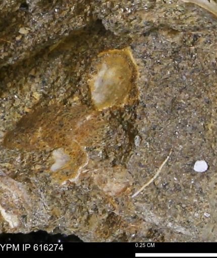 Protocardia subquadrata
