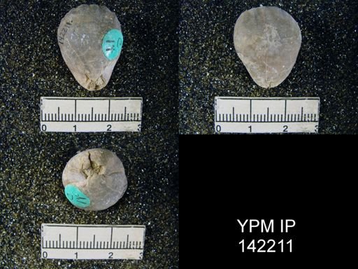 Notothyris djoulfensis