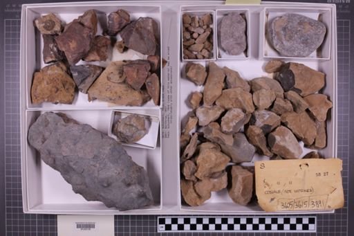 mixed taxa, stratigraphic collection