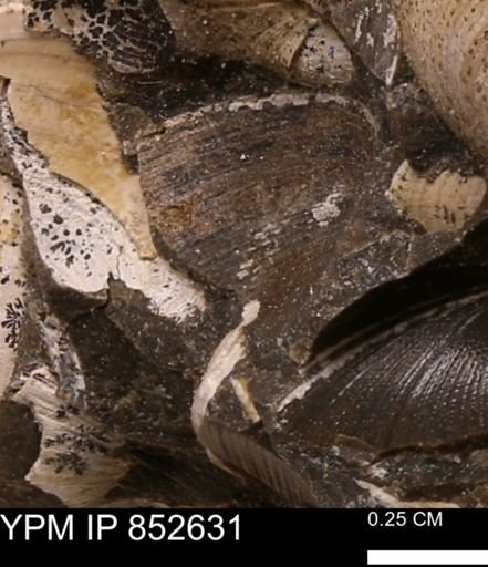 Limopsis striatopunctatus