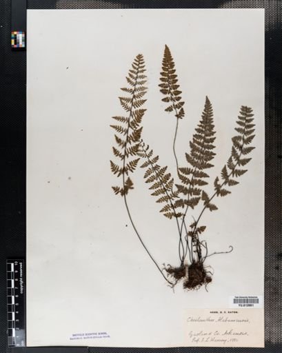 Cheilanthes