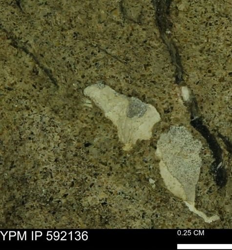 undet. Mollusca