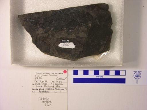 Semionotidae