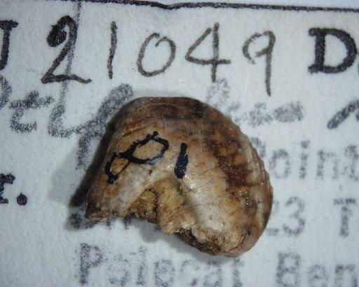 Ptilodus montanus