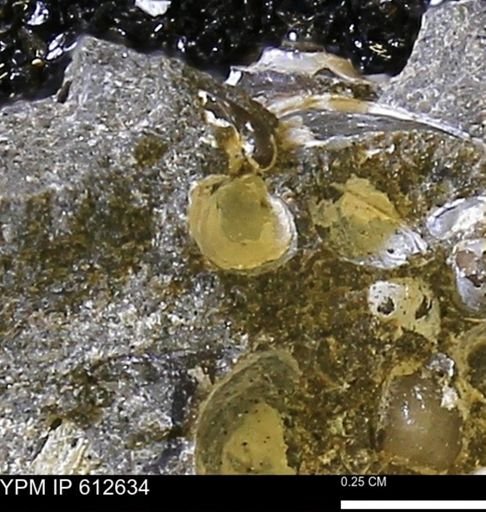 Protocardia sp.