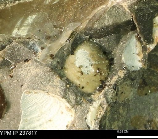Protocardia?