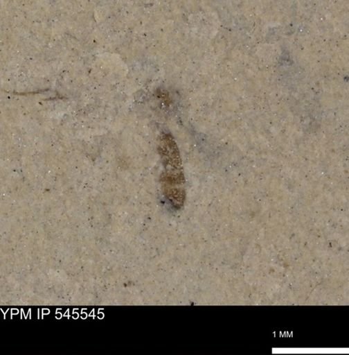 undet. Insecta