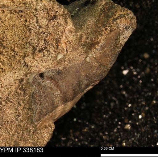 undet. Mollusca