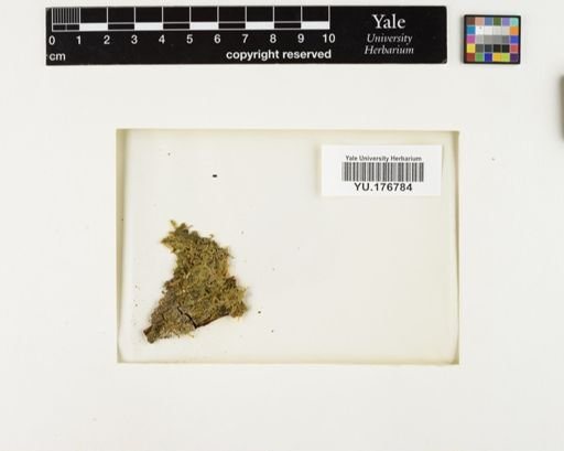 Plantae