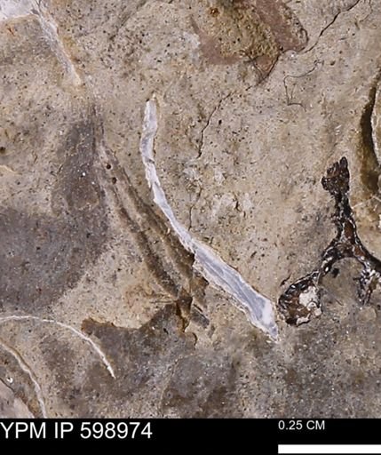 Mollusca