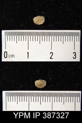 Dalmanella subcarinata