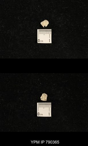 undet. Brachiopoda