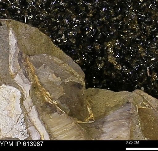 undet. Mollusca