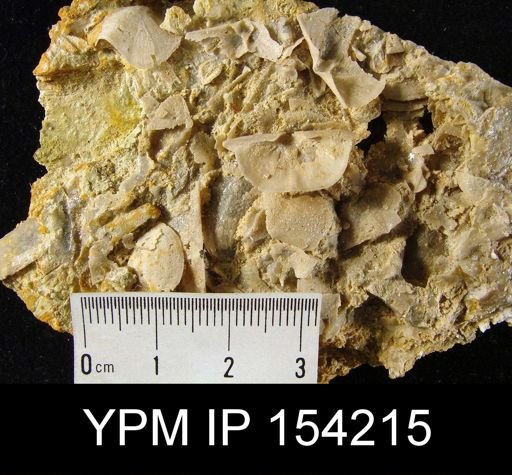 Tetralobula texana