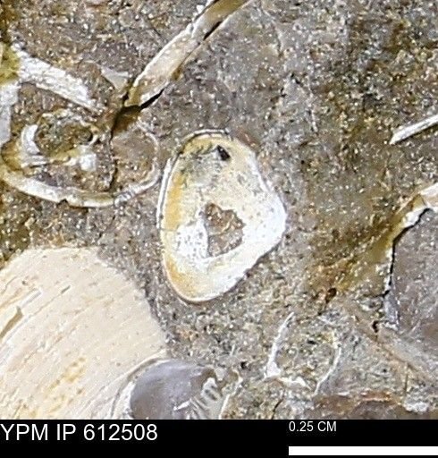 Protocardia sp.