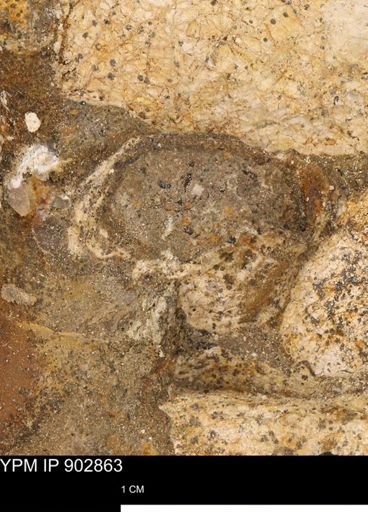 undet. Mollusca
