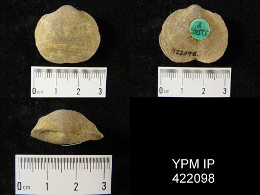 Schizophoria impressa