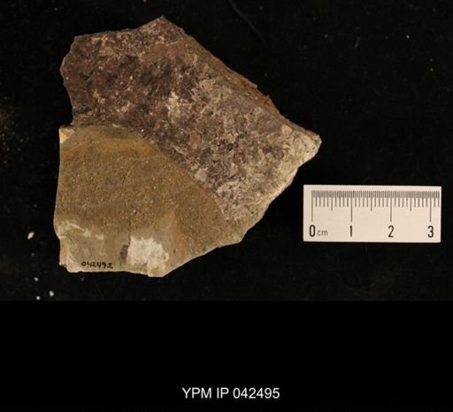 undet. Hexapoda
