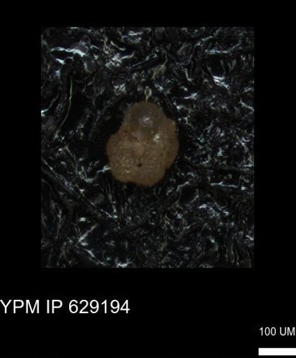 undet. Rugoglobigerinidae