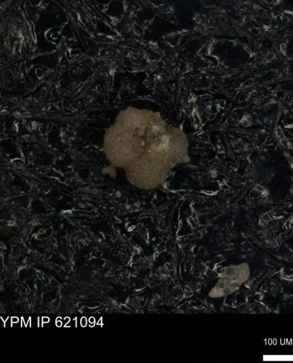 undet. Rugoglobigerinidae