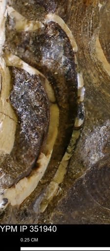 undet. Bivalvia