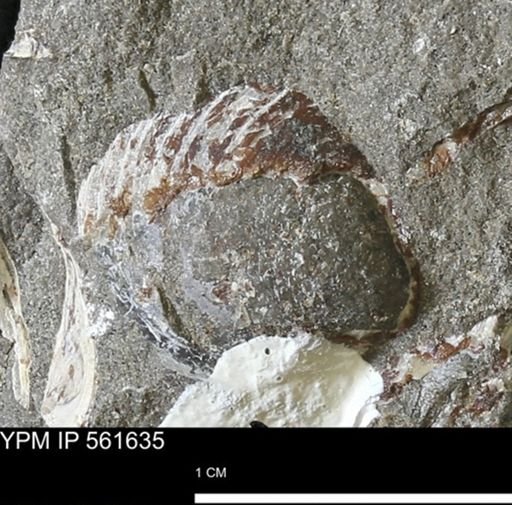 undet. Bivalvia