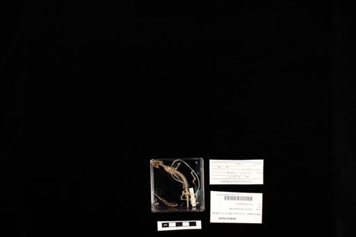 Oedura tryoni