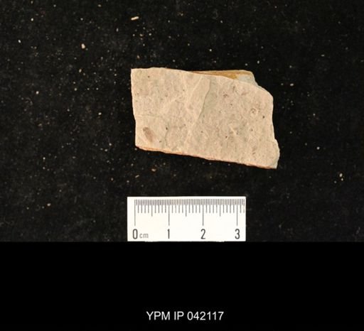 undet. Hymenoptera