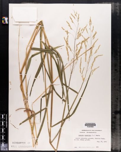 Leersia oryzoides