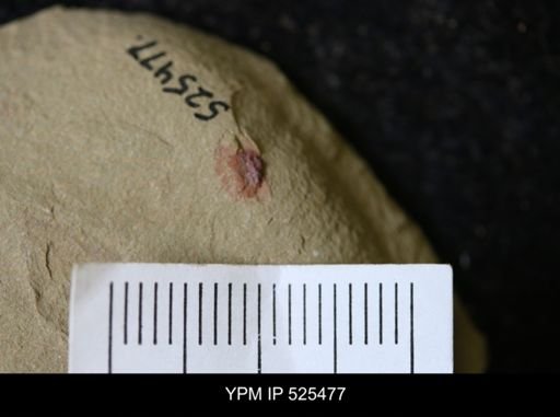 undet. Synziphosurina