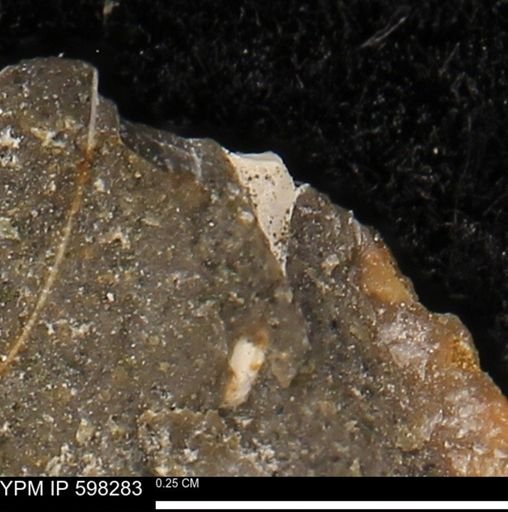 Limopsis striatopunctatus