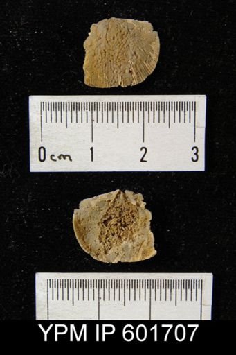 Mimella sp.