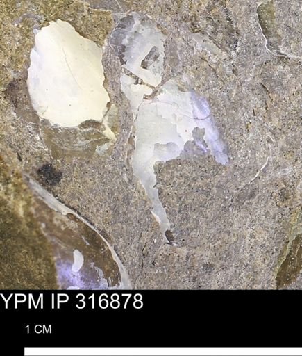 Phelopteria