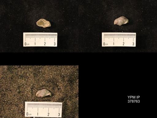 Marginifera wabashensis