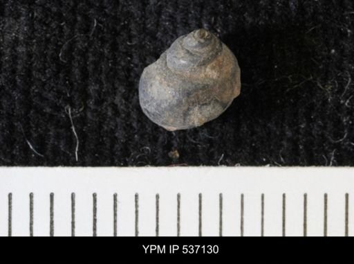 Viviparus montanaensis