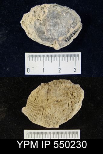Derbyia sp.